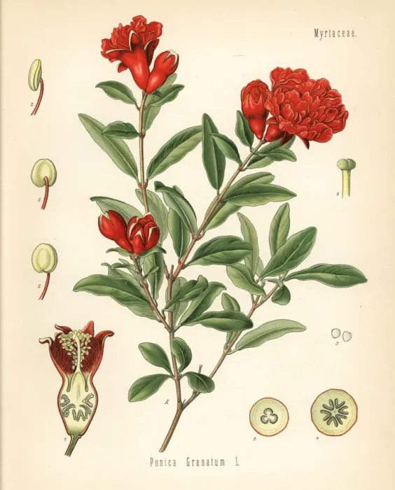 Framed Print : Pomegranate, Punica granatum Framed Print : Pomegranate, Punica granatum