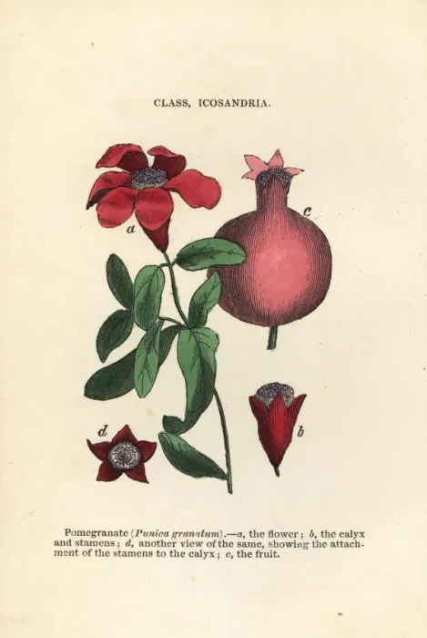 Framed Print : Pomegranate, Punica granatum Framed Print : Pomegranate, Punica granatum
