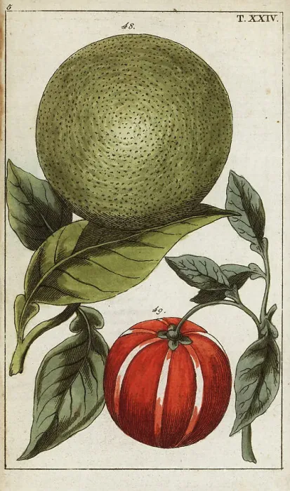 Framed Print : Pomelo or pummelo, Citrus maxima Framed Print : Pomelo or pummelo, Citrus maxima