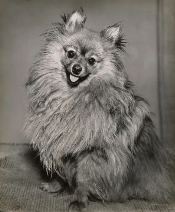 Framed Print : Pomeranian Framed Print : Pomeranian