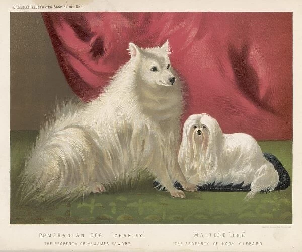 Pomeranian (Shaw)