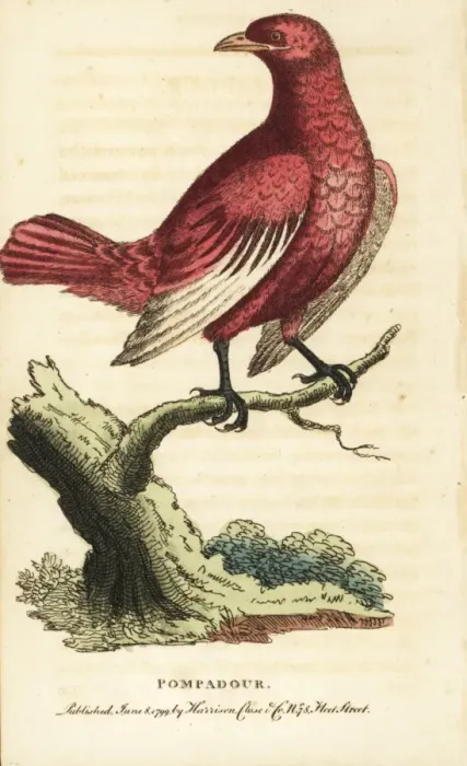 Framed Print : Pompadour cotinga, Xipholena punicea Framed Print : Pompadour cotinga, Xipholena punicea