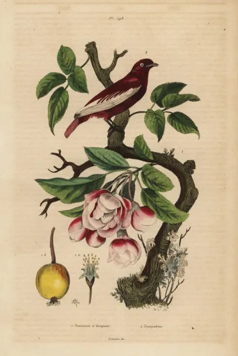 Framed Print : Pompadour cotinga, Xipholena punicea, on an Framed Print : Pompadour cotinga, Xipholena punicea, on an