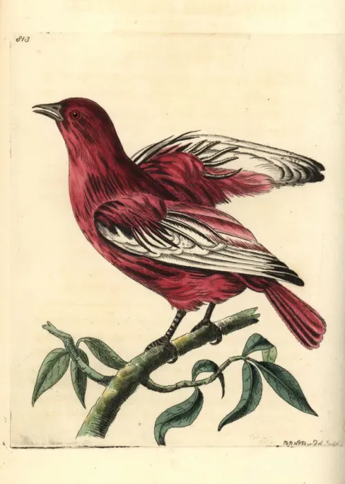 Framed Print : Pompadour cotinga, Xipholena punicea Framed Print : Pompadour cotinga, Xipholena punicea