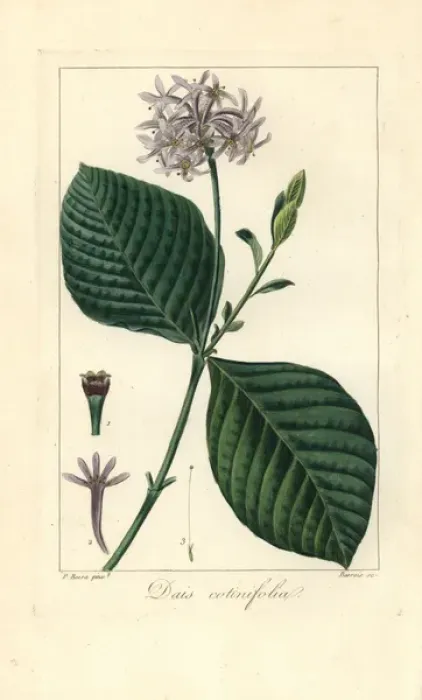 Framed Print : Pompom tree, Dais cotinifolia Framed Print : Pompom tree, Dais cotinifolia