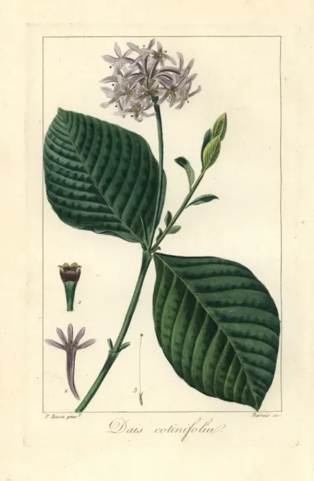 Framed Print : Pompom tree, Dais cotinifolia, native to South Africa Framed Print : Pompom tree, Dais cotinifolia, native to South Africa