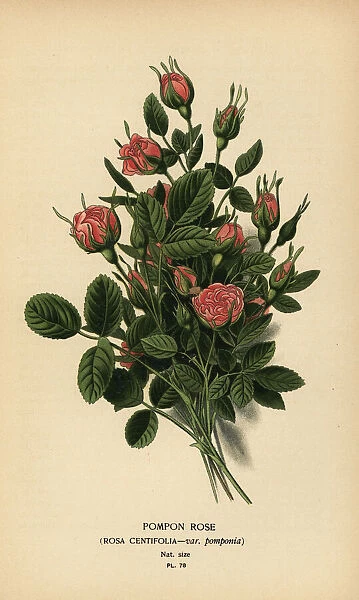 Pompon rose, Rosa centifolia var. pomponia