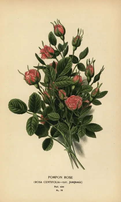 Framed Print : Pompon rose, Rosa centifolia var. pomponia Framed Print : Pompon rose, Rosa centifolia var. pomponia