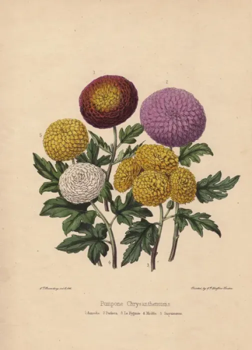 Framed Print : Pompone chrysanthemums: Asmodie, Perfecta Framed Print : Pompone chrysanthemums: Asmodie, Perfecta