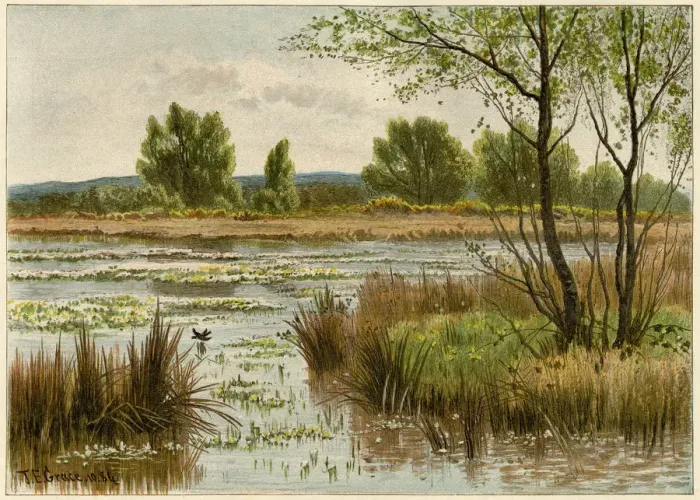 Framed Print : Pond in spring Framed Print : Pond in spring