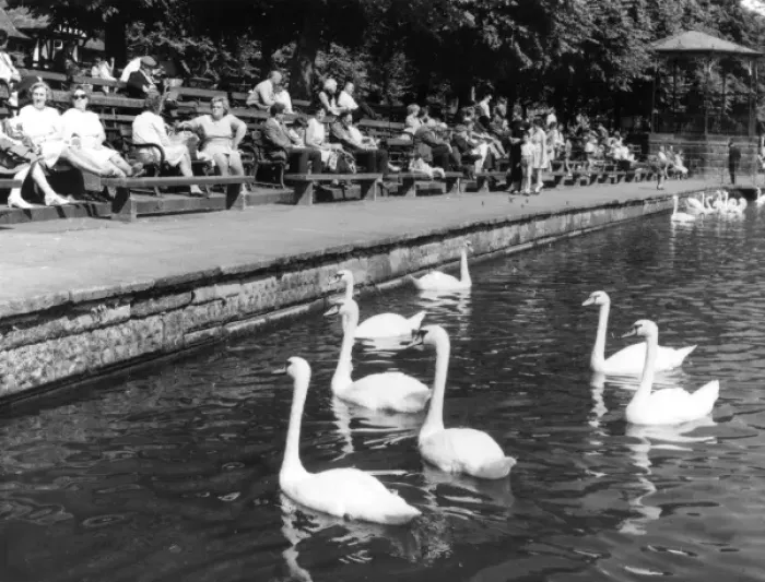 Framed Print : POND SWANS Framed Print : POND SWANS