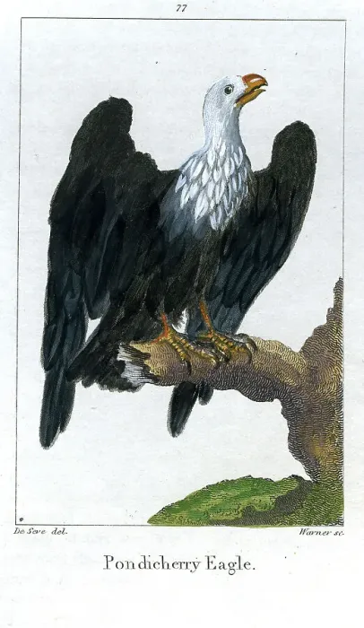 Framed Print : Pondicherry Eagle