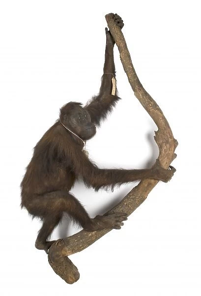Pongo pygmaeus, bornean orangutan