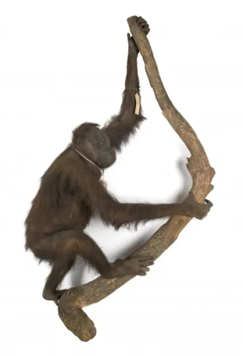 Framed Print : Pongo pygmaeus, bornean orangutan Framed Print : Pongo pygmaeus, bornean orangutan