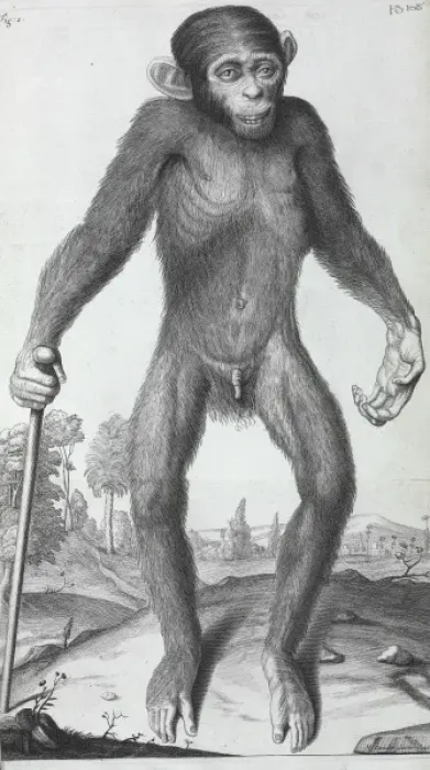 Framed Print : Pongo pygmaeus, orang-outang Framed Print : Pongo pygmaeus, orang-outang