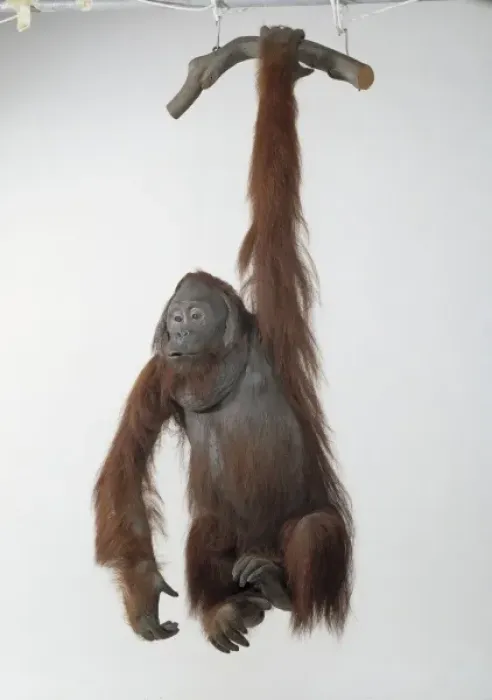 Framed Print : Pongo pygmaeus, Orangutan Framed Print : Pongo pygmaeus, Orangutan