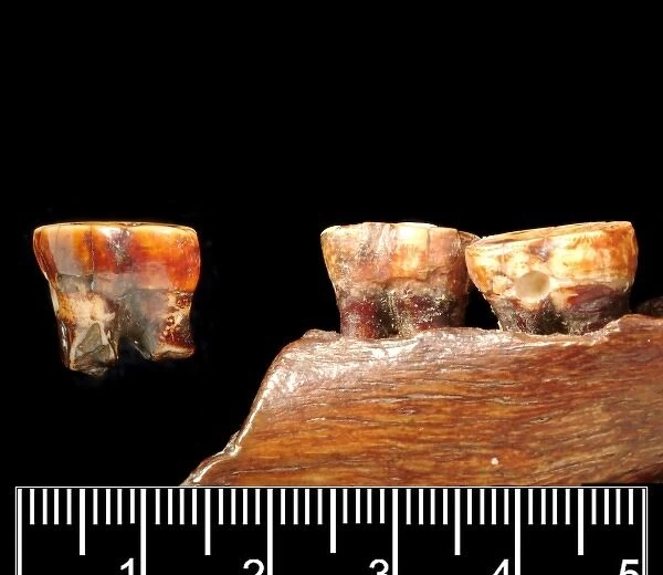 Pongo sp. Mandible and molar (Piltdown 1 & 2)