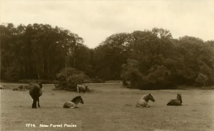 Framed Print : Ponies, New Forest, Lyndhurst, Hampshire, England Framed Print : Ponies, New Forest, Lyndhurst, Hampshire, England