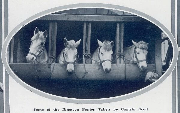 Ponies of the Scott Polar Expedition