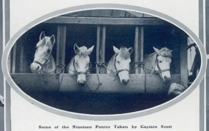 Framed Print : Ponies of the Scott Polar Expedition Framed Print : Ponies of the Scott Polar Expedition