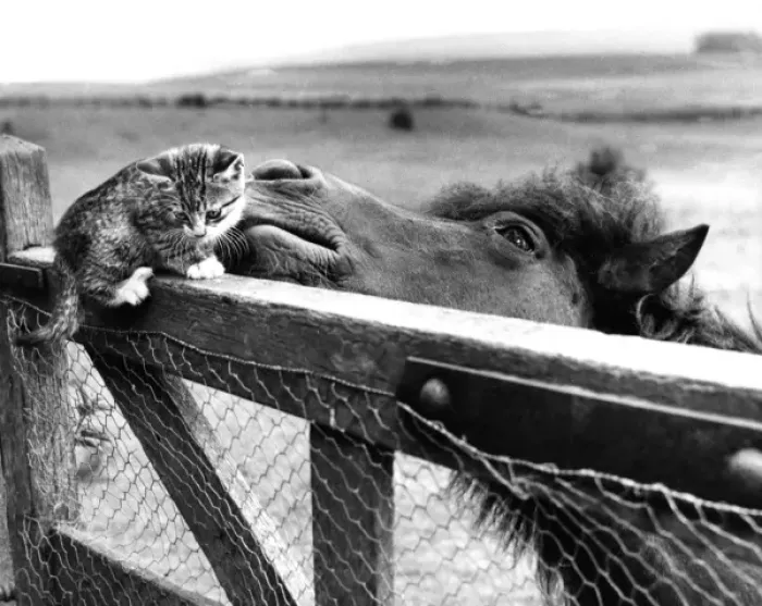 Framed Print : Pony and Kitten Framed Print : Pony and Kitten