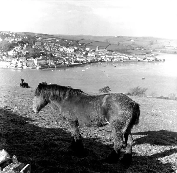 Pony with sea in background