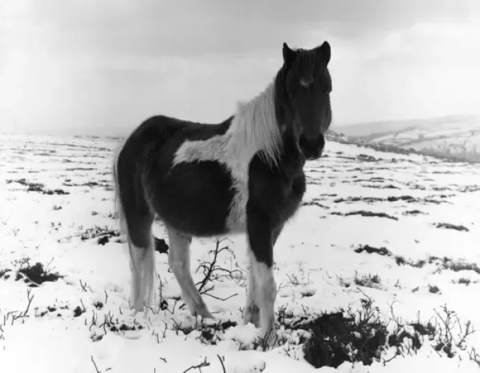 Framed Print : Pony in the snow, West Country Framed Print : Pony in the snow, West Country