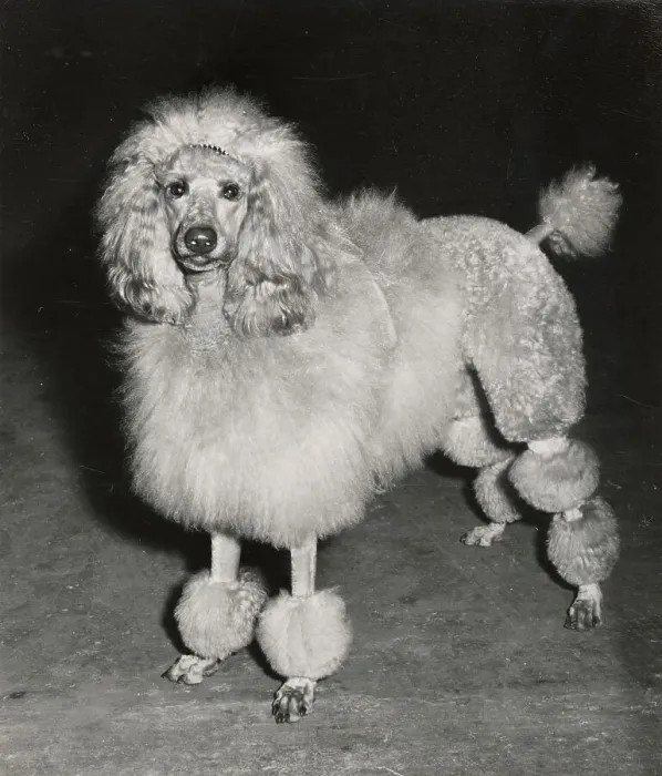 Framed Print : Poodle Date: circa 1960s Framed Print : Poodle Date: circa 1960s