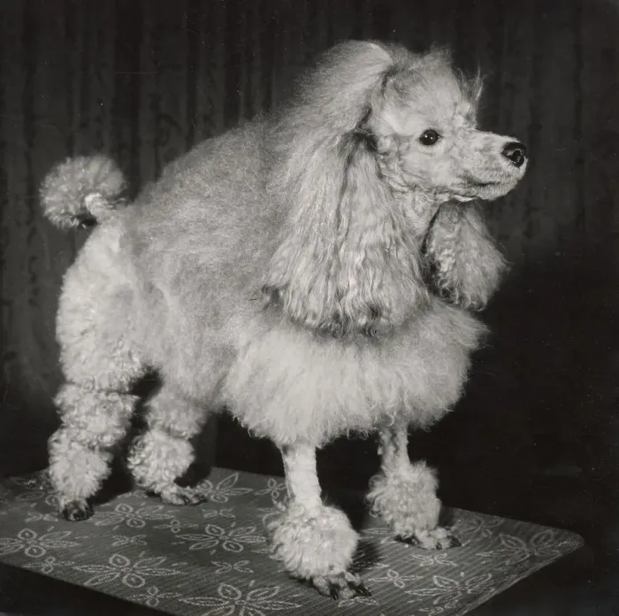 Framed Print : Poodle Date: circa 1960s Framed Print : Poodle Date: circa 1960s
