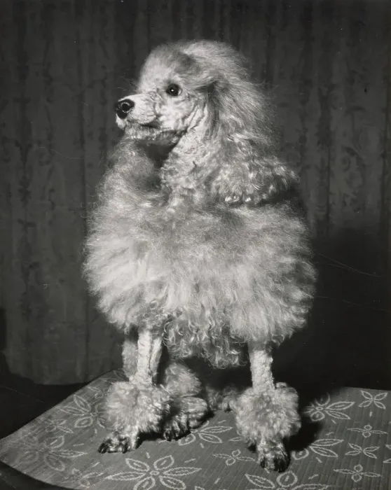 Framed Print : Poodle Date: circa 1960s Framed Print : Poodle Date: circa 1960s