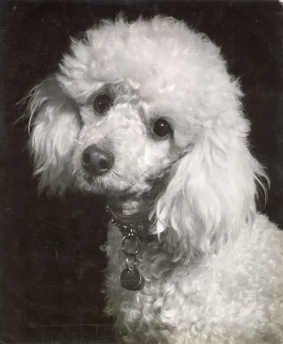 Framed Print : Poodle Date: circa 1960s Framed Print : Poodle Date: circa 1960s