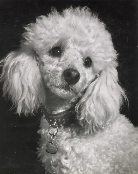 Framed Print : Poodle Date: circa 1960s Framed Print : Poodle Date: circa 1960s