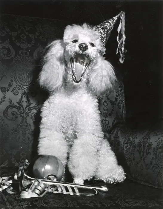 Framed Print : Poodle Date: circa 1960s Framed Print : Poodle Date: circa 1960s