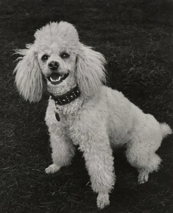 Framed Print : Poodle Date: circa 1960s Framed Print : Poodle Date: circa 1960s