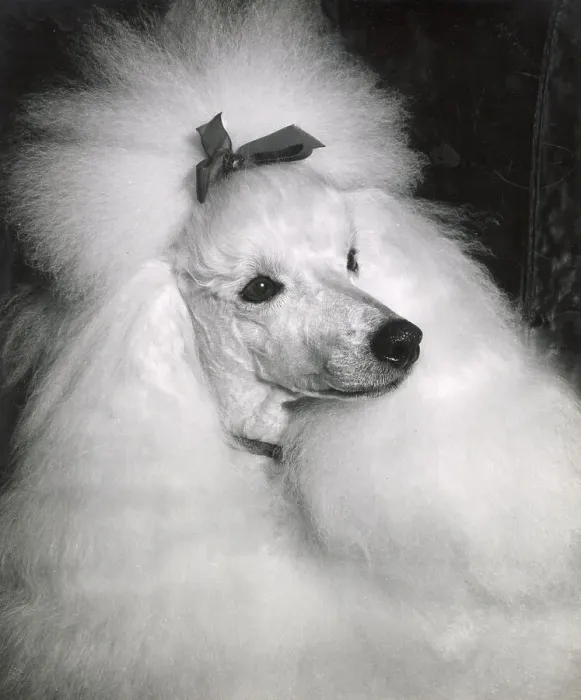 Framed Print : Poodle Date: circa 1960s Framed Print : Poodle Date: circa 1960s