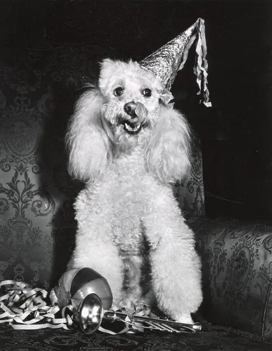 Framed Print : Poodle Date: circa 1960s Framed Print : Poodle Date: circa 1960s