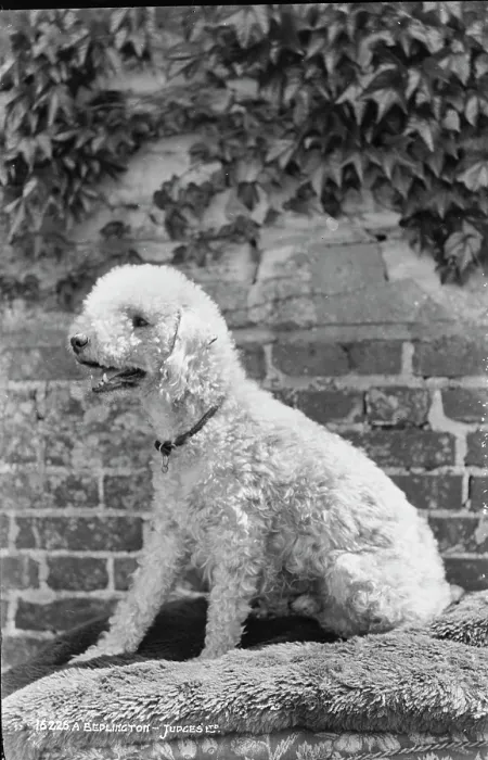 Framed Print : A Poodle in Profile Framed Print : A Poodle in Profile
