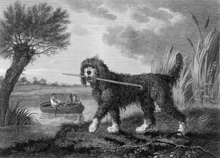 Framed Print : Poodle (Reinagle) Framed Print : Poodle (Reinagle)