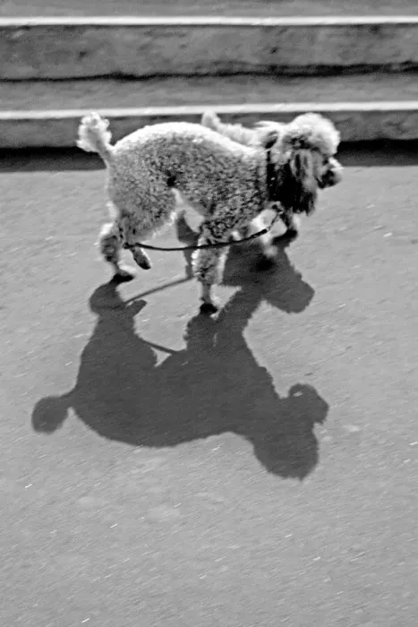 Framed Print : Two poodles casting shadows Framed Print : Two poodles casting shadows