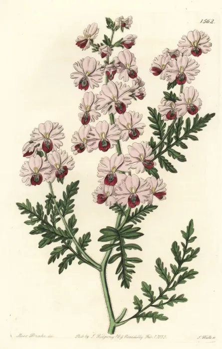Framed Print : Poor-man s-orchid, Schizanthus pinnatus Framed Print : Poor-man s-orchid, Schizanthus pinnatus