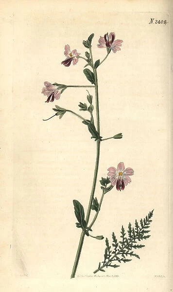 Poor-mans orchid or wing-leaved schizanthus