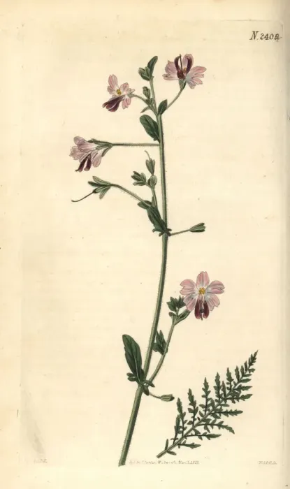 Framed Print : Poor-mans orchid or wing-leaved schizanthus Framed Print : Poor-mans orchid or wing-leaved schizanthus