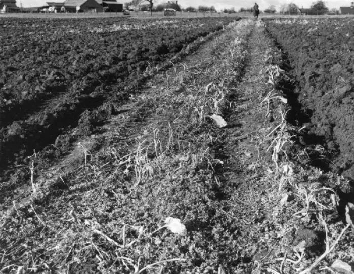 Framed Print : Poor Ploughing Framed Print : Poor Ploughing