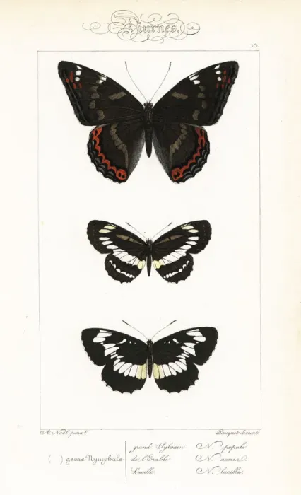 Framed Print : Poplar admiral, common glider, and Hungarian glider Framed Print : Poplar admiral, common glider, and Hungarian glider