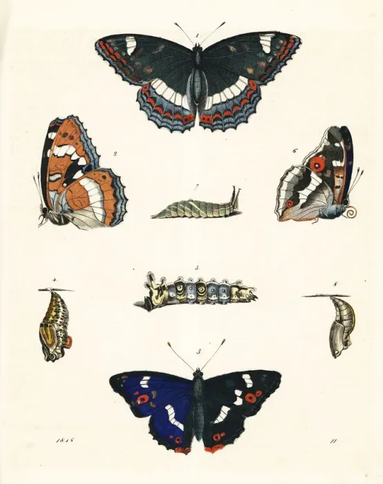 Framed Print : Poplar admiral and purple emperor Framed Print : Poplar admiral and purple emperor
