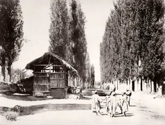 Framed Print : Poplar Avenue near Bambagh, Kashmir Framed Print : Poplar Avenue near Bambagh, Kashmir