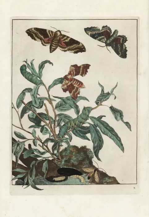 Framed Print : Poplar hawk-moth, Laothoe populi Framed Print : Poplar hawk-moth, Laothoe populi