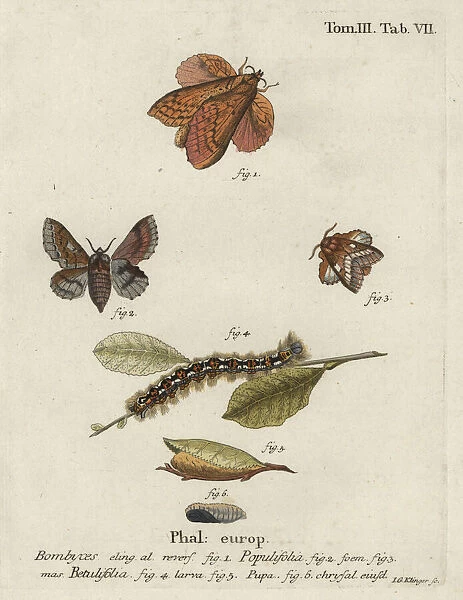 Poplar lappet and small lappet moths