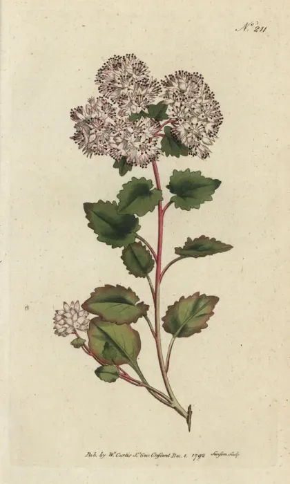 Framed Print : Poplar-leaved stonecrop, Sedum populifolium Framed Print : Poplar-leaved stonecrop, Sedum populifolium