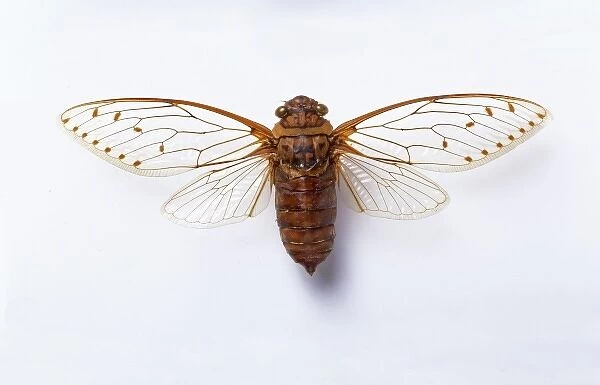 Poponia merula, cicada